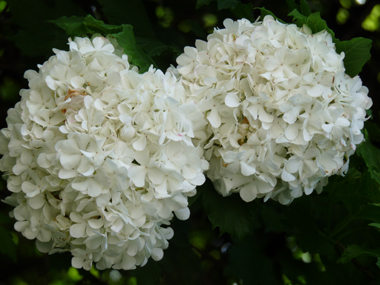 Fleurs blanches groupées en un corymbe de 5 à 10 cm de diamètre. Agrandir dans une nouvelle fenêtre (ou onglet)